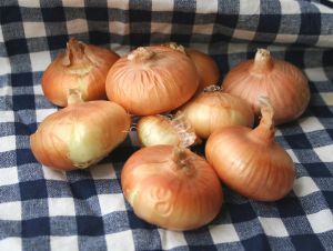 Cipolline Onions
