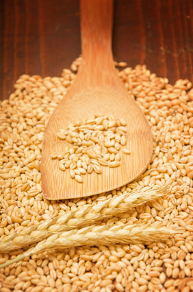 Plenty of wheat grains on an old wooden kitchen table