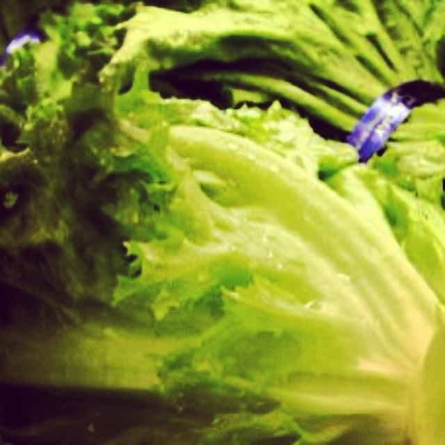 Romaine Lettuce 