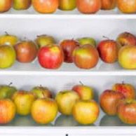 Apples in the fridge