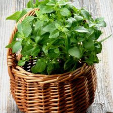 Basil