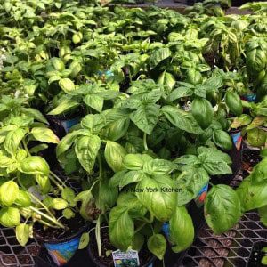 Basil copy