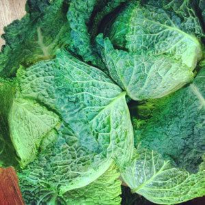 Cabbage