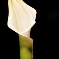 Forcing Bulbs