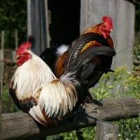 Chickens 3