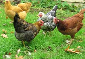 Chickens