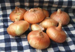 Cipolline Onions