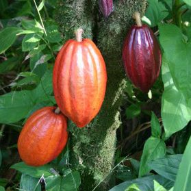 Cocoa Pods