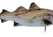 Lemon Poached Cod