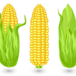 Ears of ripe corn, agricultural, reaped crop, illustration