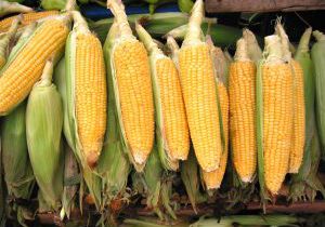 Corn 4