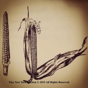 Corn Illustration