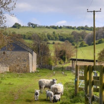 Organic Farming
