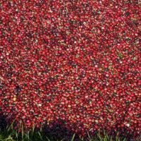 Lambert's Cove Cranberry Bog