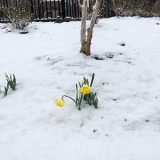 Daffodils In The Snow 3