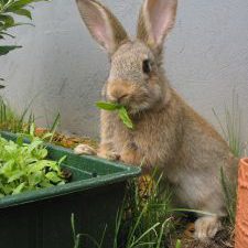 Easter 1