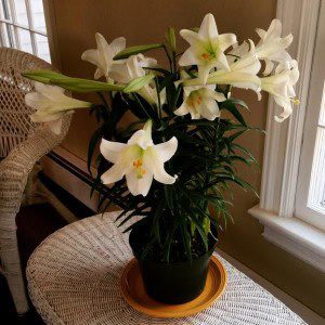 Easter Lilies