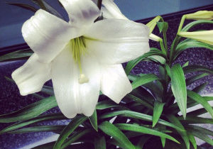 Easter Lily