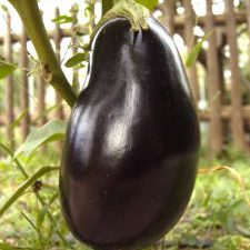 Eggplant 3