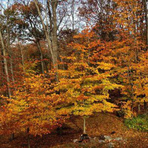 Fall Leaves