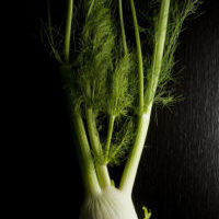 Fennel