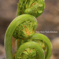 Fiddleheads