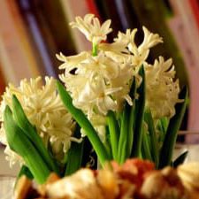 Flowers 2