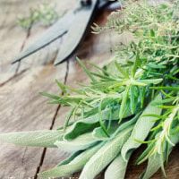 Freezing Fresh Herbs