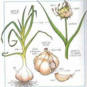 Garlic 3