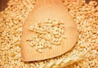Plenty of wheat grains on an old wooden kitchen table