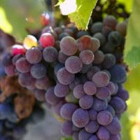 Grapes