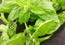 Hazelnut Pesto