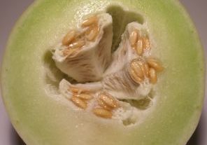 Honeydew Melon