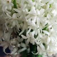 Hyacinth