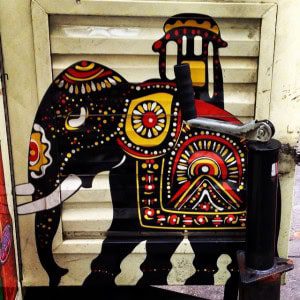Indian Elephant