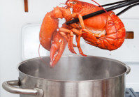 Lobster