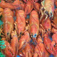 Lobster