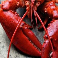 Connecticut Lobster Lover’s Guide