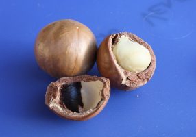 Macadamia Nuts