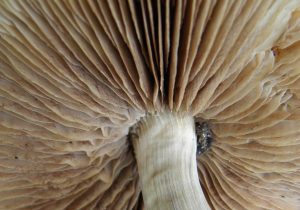 Mushroom Gravy