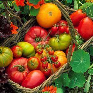 Organic Tomatoes