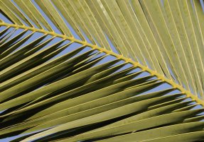 Palm Leaf