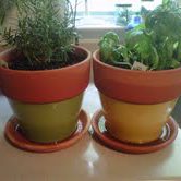 Potted Herbs