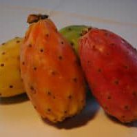 Prickly Pear