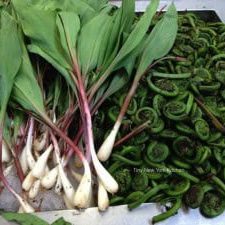Ramps & Fiddleheads copy 2