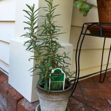 rosemary-1