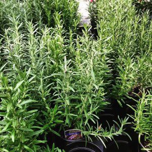 Rosemary copy