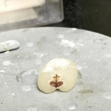 Sacred Heart Tooth 3