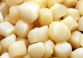 Scallops