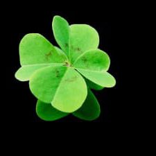 Shamrock